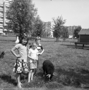 807398 Afbeelding van Johan en Ingrid Wouda met een vriendinnetje naast een schaap in de weide van de kinderboerderij ...